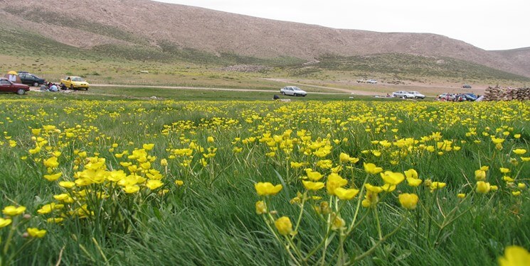 وکیل کار دهاقان